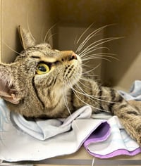 Meoweth - available 10/10 - Photo 3