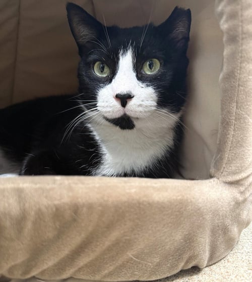 CATS DOMINO - Domestic Short Hair available for adoption