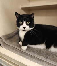 Cats Domino - available 10/10 - Photo 4