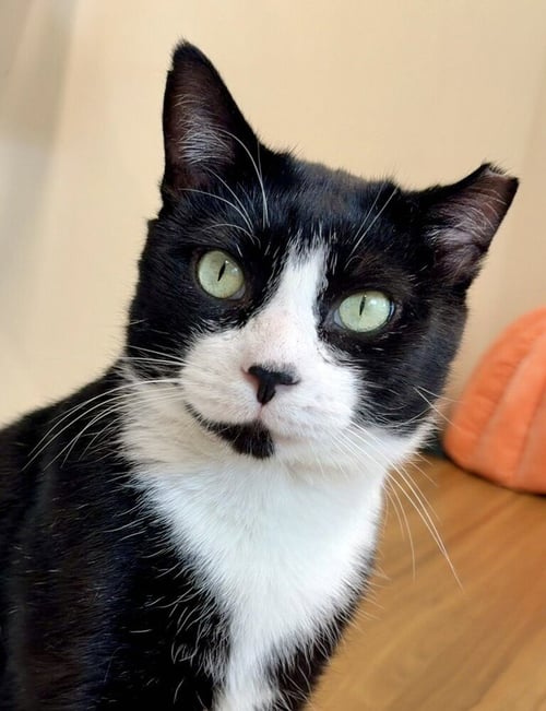 CATS DOMINO - Domestic Short Hair available for adoption