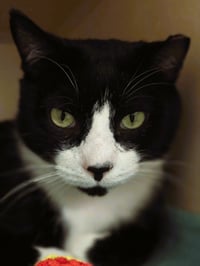 Cats Domino - available 10/10 - Photo 1