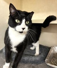 Cats Domino - available 10/10 - Photo 3