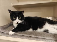 Cats Domino - available 10/10 - Photo 2
