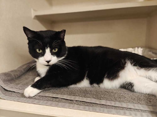 CATS DOMINO - AVAILABLE 10/10 - Domestic Short Hair available for adoption