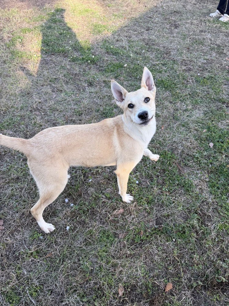 BRANDI - Terrier available for adoption