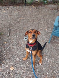 Douglas - Photo 3