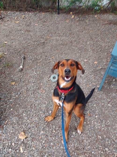 DOUGLAS - Hound available for adoption