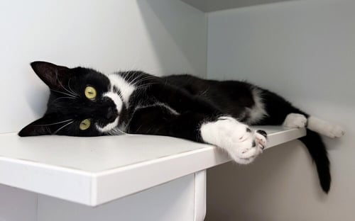 POLLY POCKET - Domestic Short Hair available for adoption