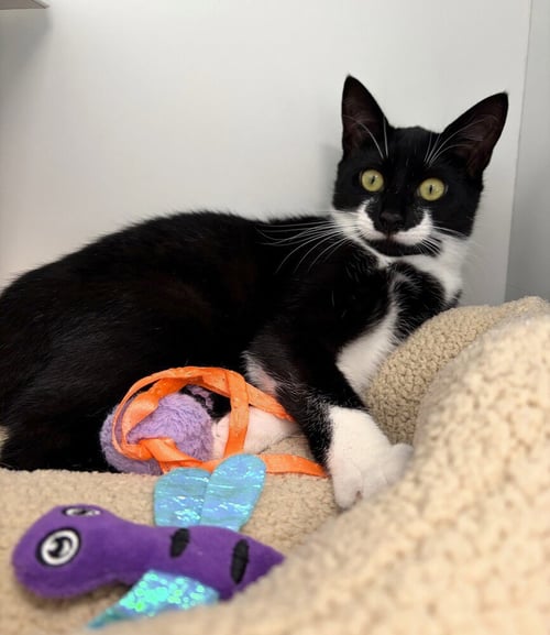 POLLY POCKET - Domestic Short Hair available for adoption
