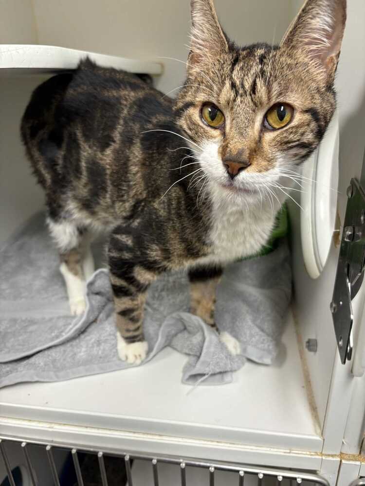 NEKU - AVAILABLE 2/9 - Domestic Short Hair available for adoption