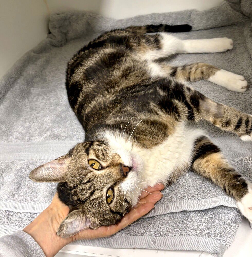 NEKU - AVAILABLE 2/9 - Domestic Short Hair available for adoption