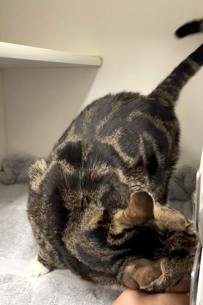 Neku - available 2/9 - Photo 3