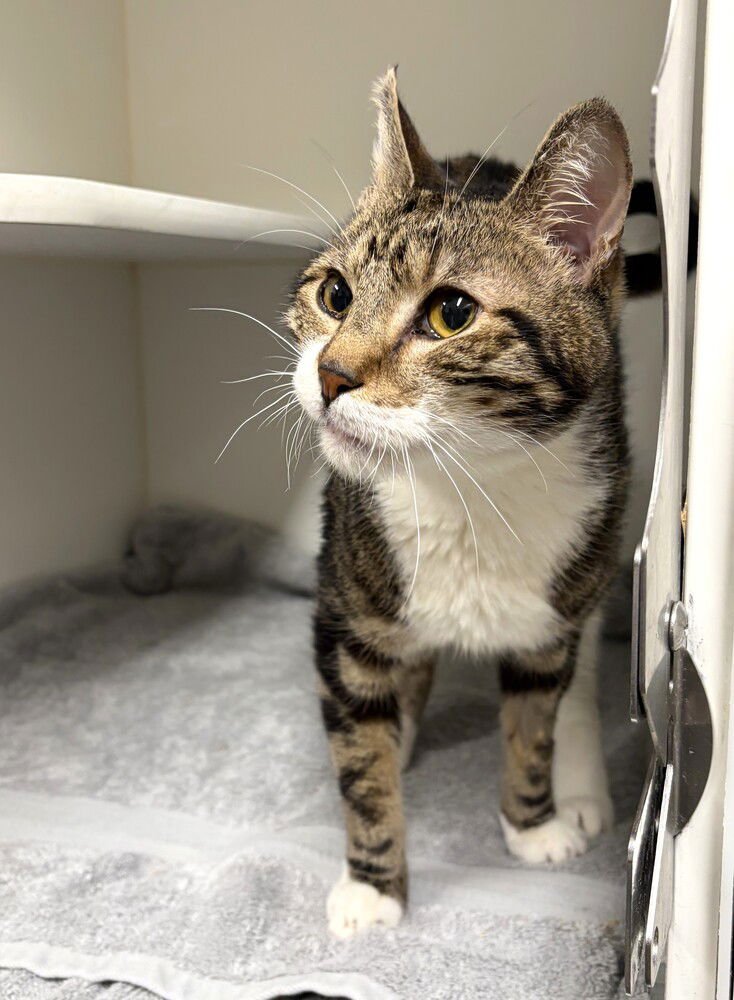 Neku - available 2/9 - Photo 4