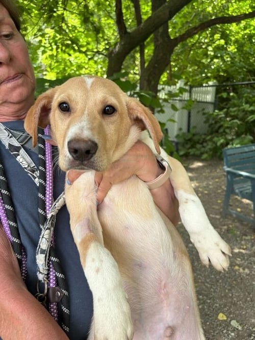 WALLACE - Unknown available for adoption