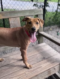 Cinnamon - Photo 2