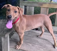 Cinnamon - Photo 3
