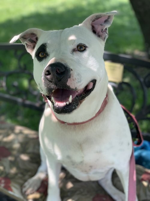 HAWAII - Terrier available for adoption