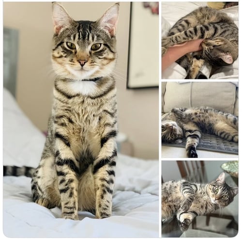 LOKI ** COURTESY POST - Domestic Short Hair available for adoption