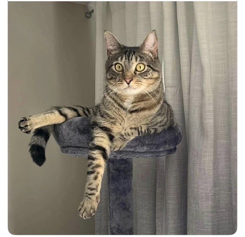 Loki ** Courtesy Post Image