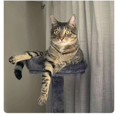 LOKI ** COURTESY POST - Domestic Short Hair available for adoption