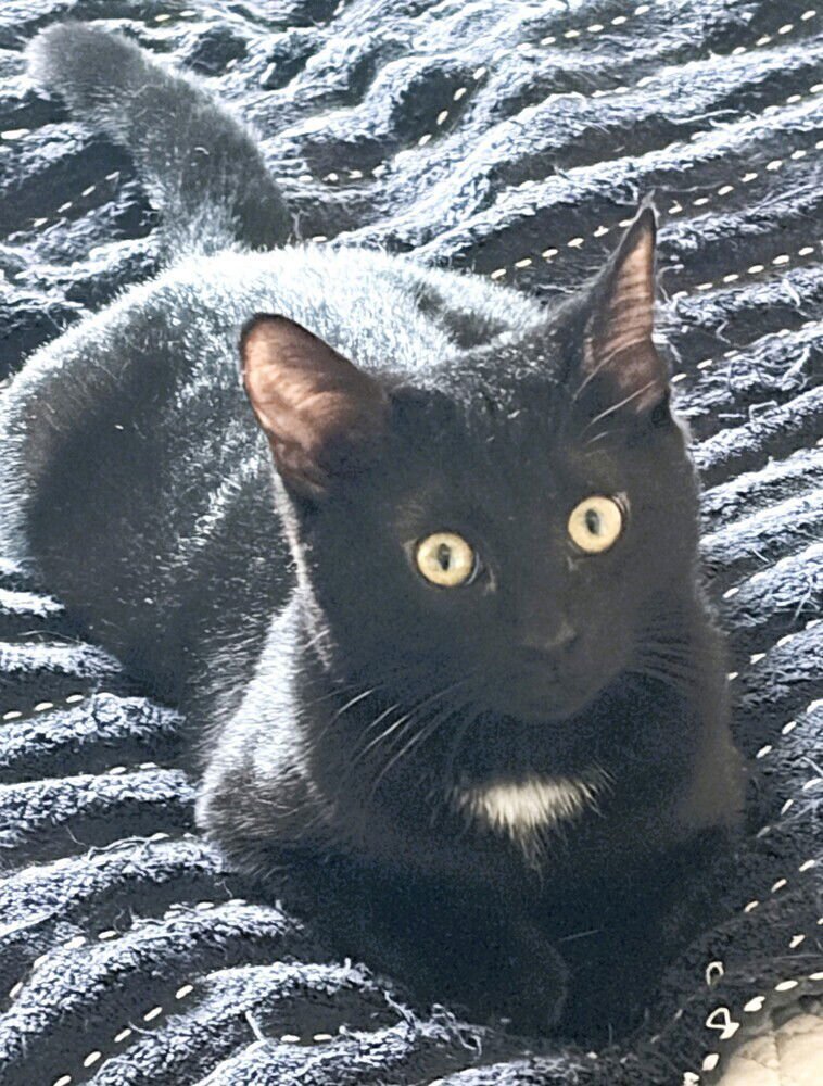 EVEREST - Domestic Short Hair available for adoption