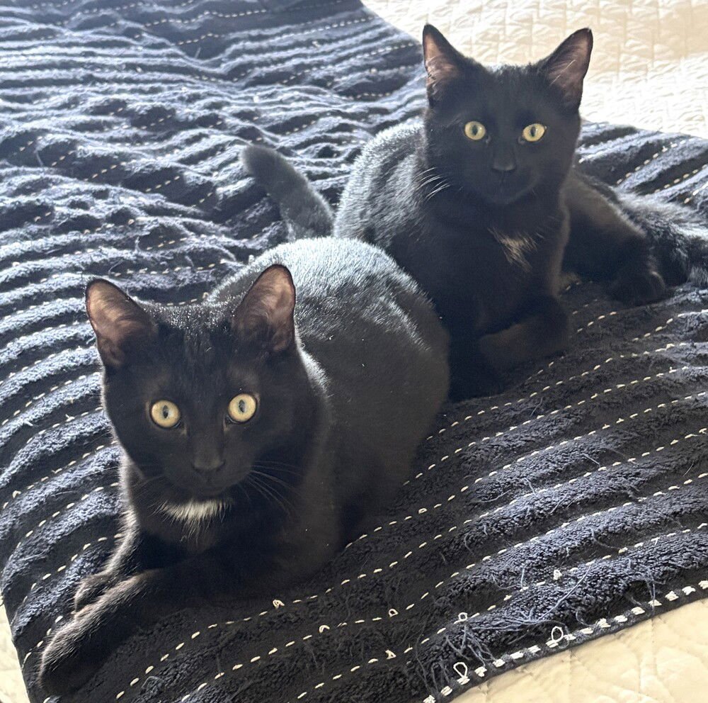 EVEREST - Domestic Short Hair available for adoption