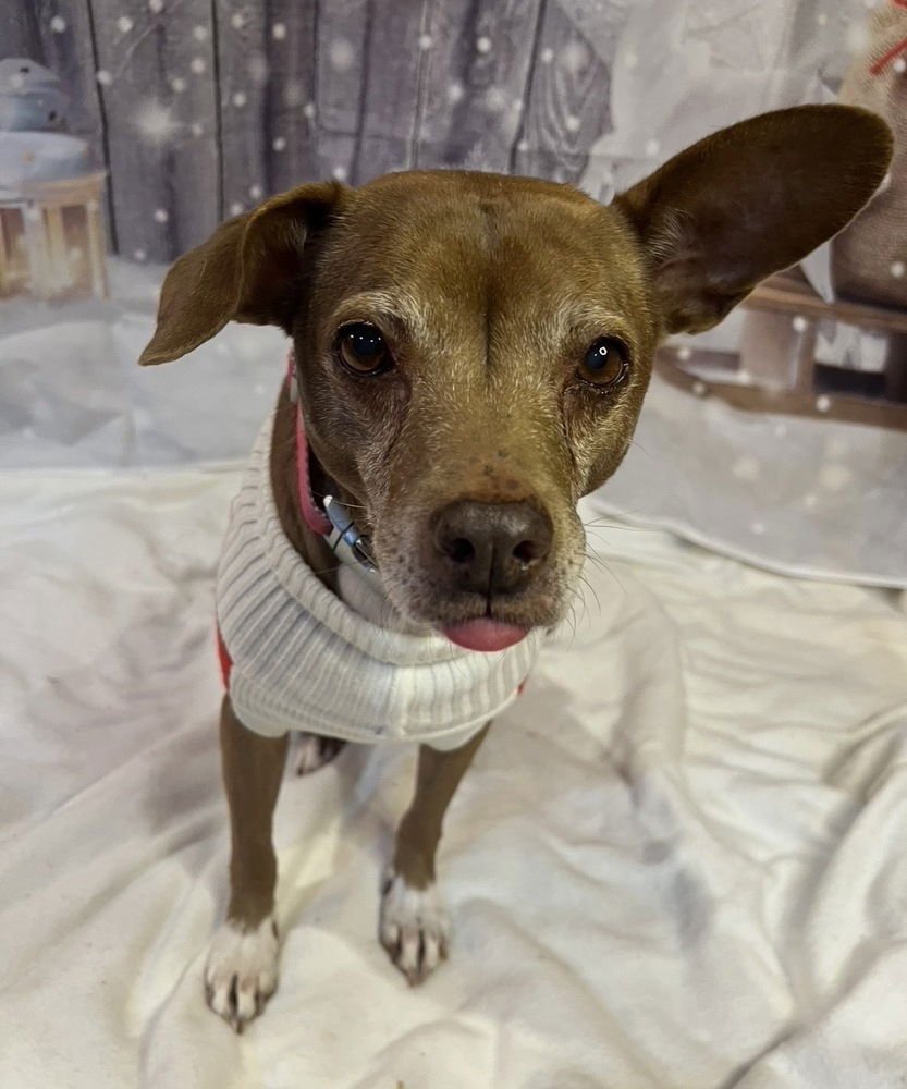 HALO **COURTESY POST** - Terrier available for adoption