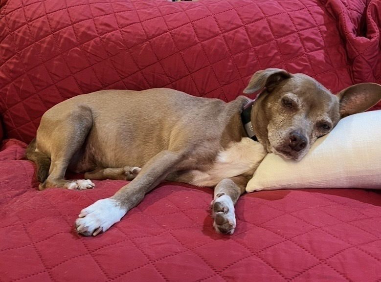 HALO **COURTESY POST** - Terrier available for adoption