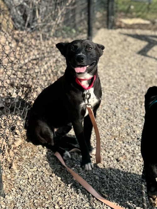 KAA - Labrador Retriever available for adoption