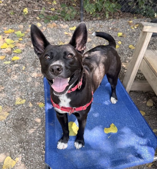 KAA - Labrador Retriever available for adoption