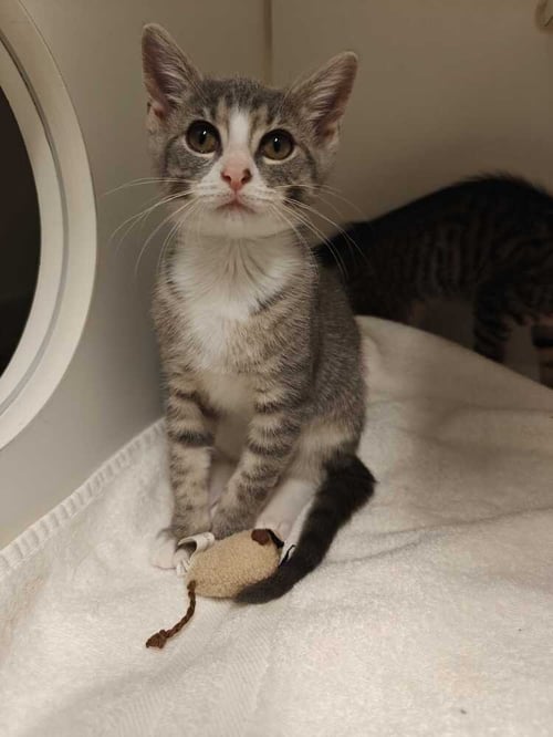 SCARY SPICE - Domestic Short Hair available for adoption