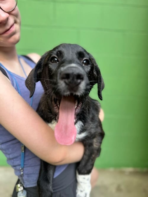 ALYSA LIU- - Great Pyrenees available for adoption