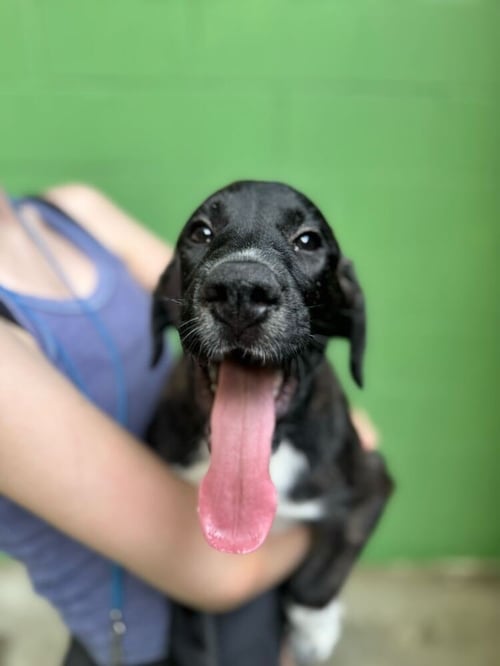 ALYSA LIU- - Great Pyrenees available for adoption