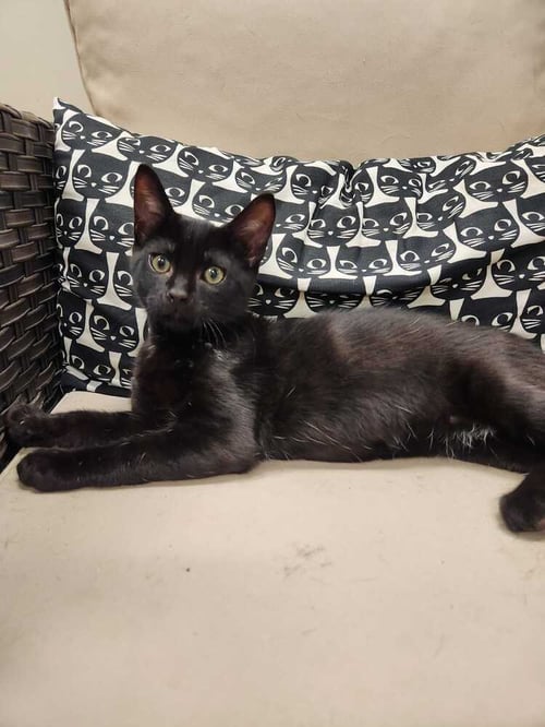QUESO - Domestic Short Hair available for adoption