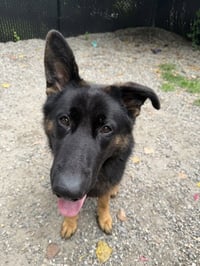 Buster - Photo 2