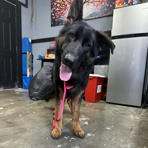 BUSTER AVAILABLE 8/21 - Shepherd available for adoption