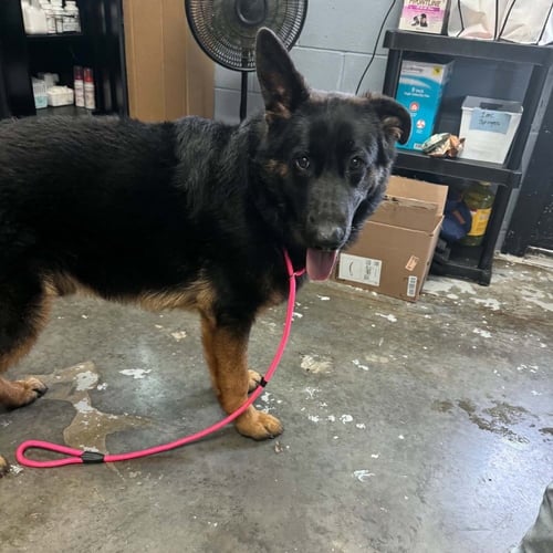 BUSTER AVAILABLE 8/21 - Shepherd available for adoption