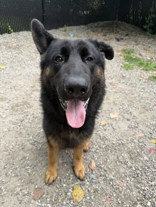 BUSTER AVAILABLE 8/21 - Shepherd available for adoption