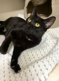 Shadow Moon - available 10/10 - Photo 1