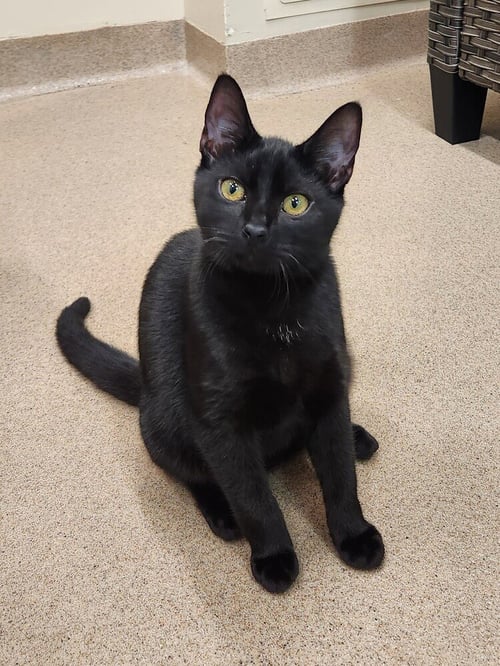 VALKYRIE - Domestic Short Hair available for adoption