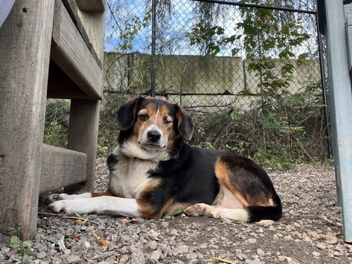 PICKLE - Beagle available for adoption
