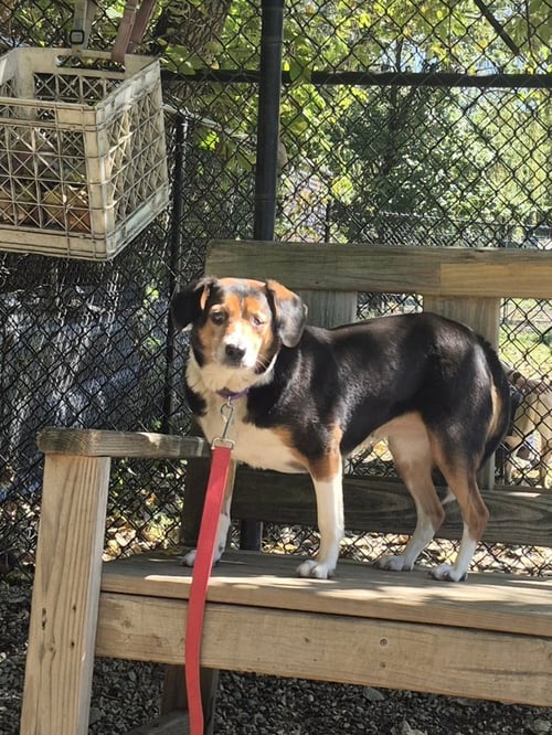 PICKLE - Beagle available for adoption