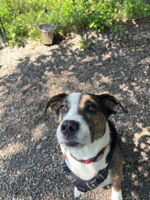 JOHNNY - Boxer / Hound available for adoption