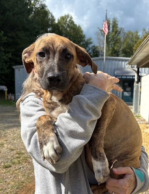 FLANNEL AVAILABLE 10/22 - Labrador Retriever available for adoption