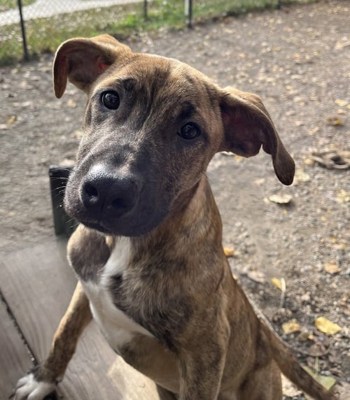 FLANNEL AVAILABLE 10/22 - Labrador Retriever available for adoption