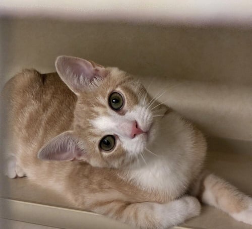 ALAN - Domestic Short Hair available for adoption