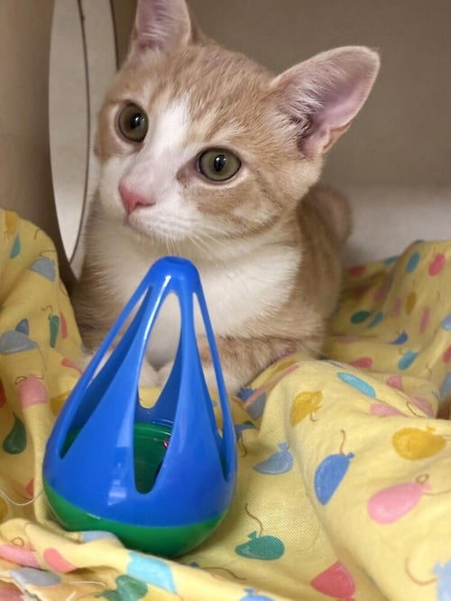ALAN - Domestic Short Hair available for adoption