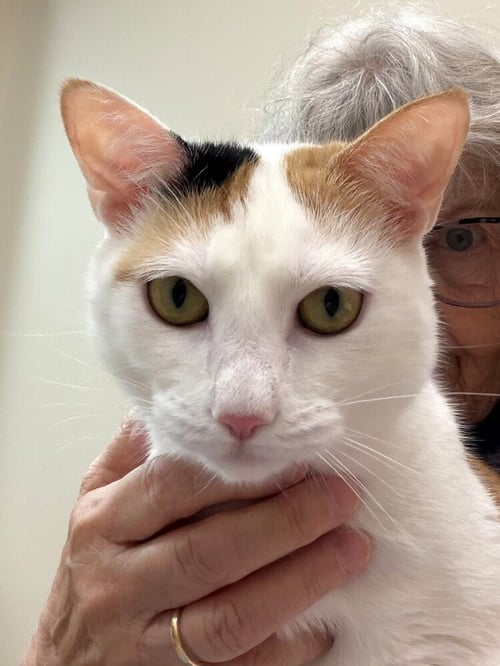 HEATHER - Domestic Short Hair available for adoption