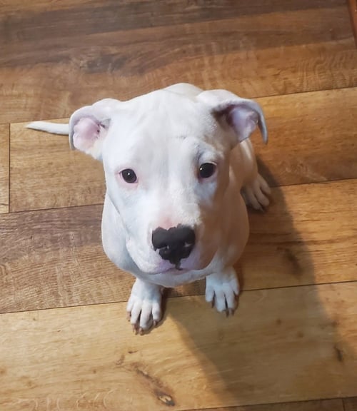 DAISY MAE AVAILABLE 7/10