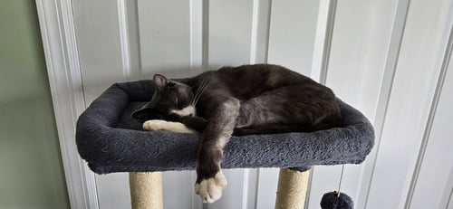 STORM - Domestic Short Hair available for adoption